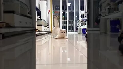 cat2