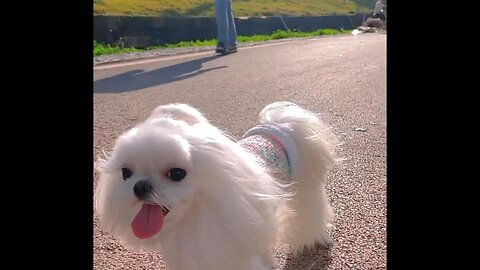 CUTE DOG