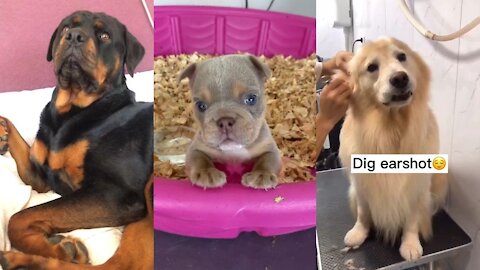 Funny, Smart And Cute Dogs Video, Try Not To Laugh 39
