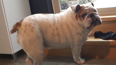 Bulldog fends off intruding ghost