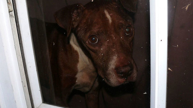 5 dogs rescued from Port St. Lucie home full of bugs, trash, feces