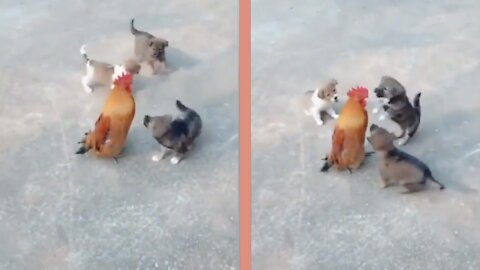 Small Puppies fighting with a Big Red Chicken!🤣