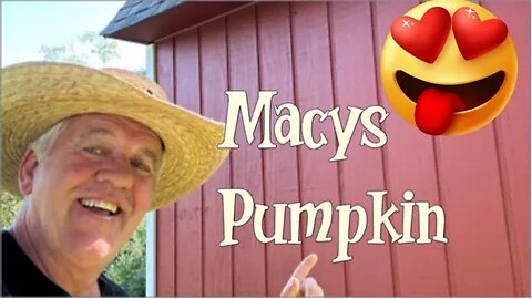 Big Pumpkins & Beginner Tips