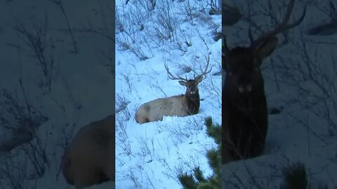 Beautiful Bull Elk in Wyoming!