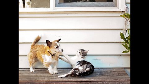 New Funny Videos 2023 😻 Cutest Cats and Dogs