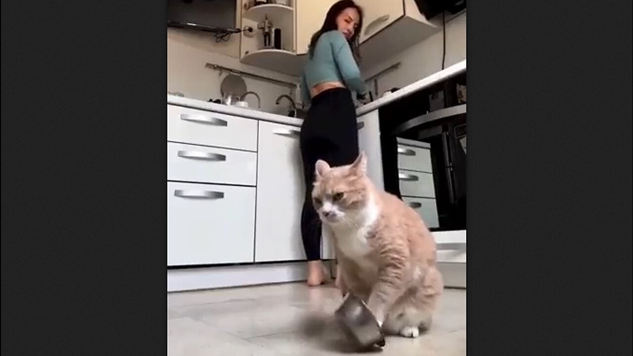 You Have All Heard The Cowbell, Here Is The Cat Dinner Time Bell - HaloRock