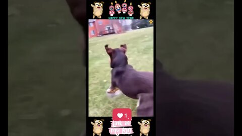 #16_😂🐶😂 #Baby #Dogs - #Cute and #Funny #Dogs #Video 😂🐶😂 (#2022)