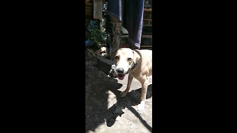 10 common mistakes that can ruin your pets life