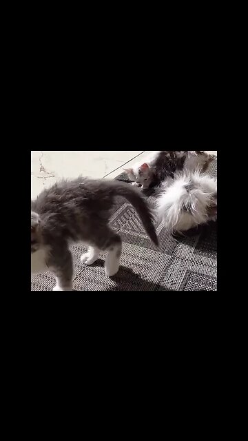 Купаем и лечим спасенных котят