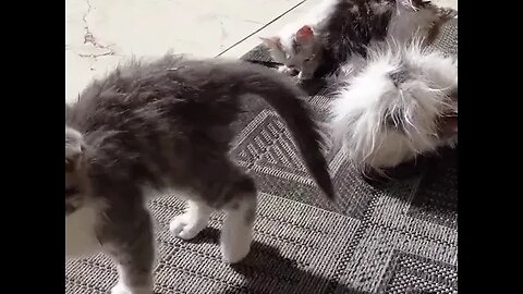 Купаем и лечим спасенных котят