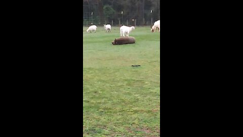 Goat yoga therapy