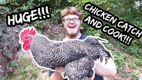 I Killed The Roosters... | HUGE Chicken Catch Clean Cook!!!