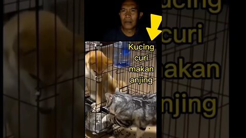 kucing pencuri #meme #memeviral #memevideo #short #animals
