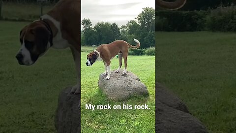 #dogmom #mansbestfriend #myrock #greatdane #happy