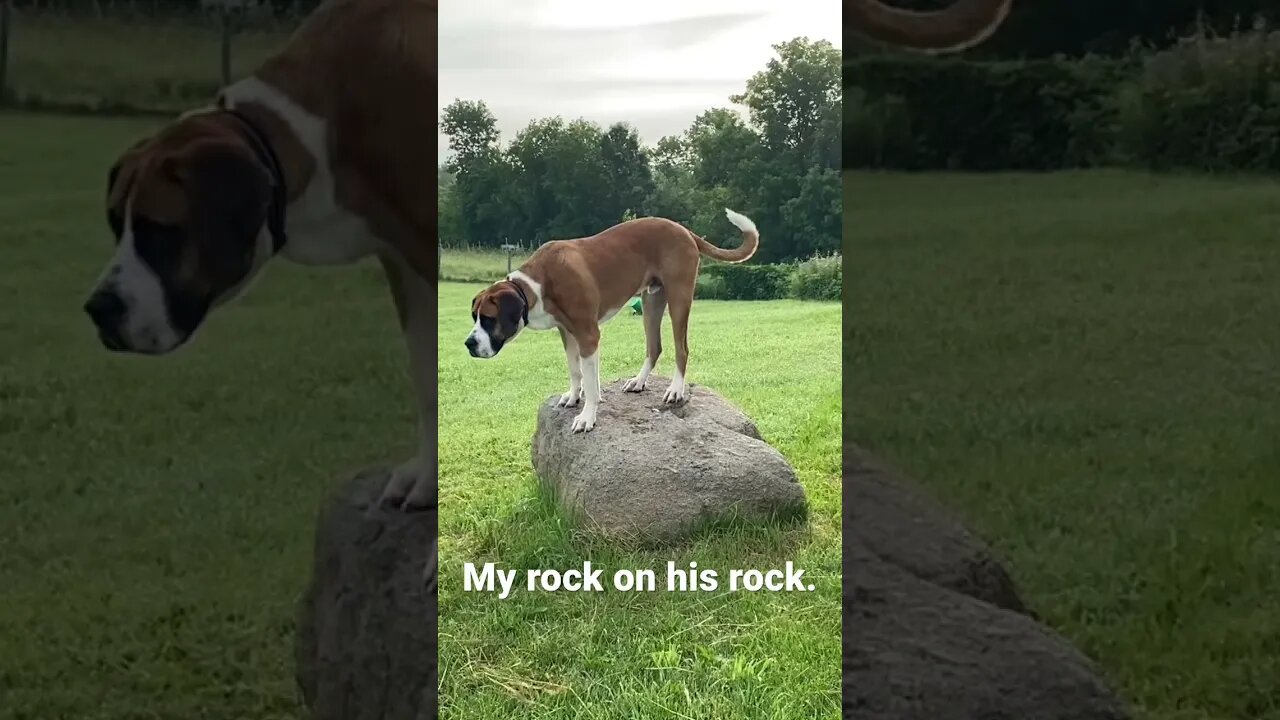 #dogmom #mansbestfriend #myrock #greatdane #happy