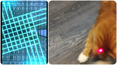Cat and laser