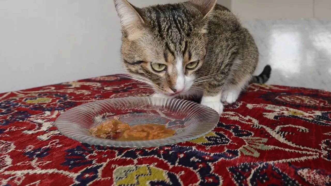 Lets Feed the Hungry Little Cat