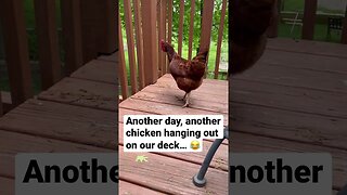 Chicken + two-story deck = no problem 🤣 #animals #shorts