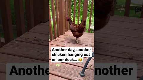 Chicken + two-story deck = no problem 🤣 #animals #shorts