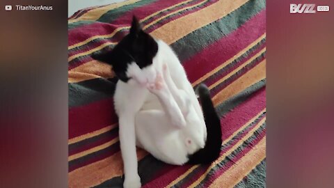 Ce chat se donne des coups dans la tête!