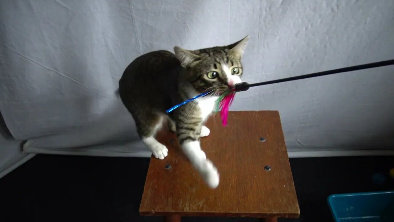 Cute Small Cat Plays on a Chair