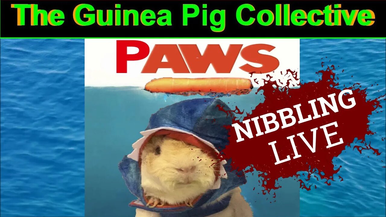 The Guinea Pig Collective Nibbling Live .. Just Hangin out