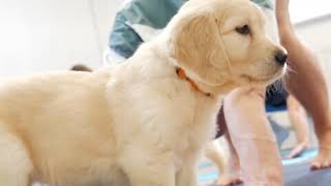 Puppy Yoga - Yoga with Puppies