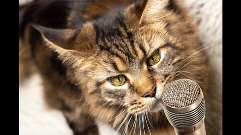 CATS TALKING TO THEIR OWNERS !!!
