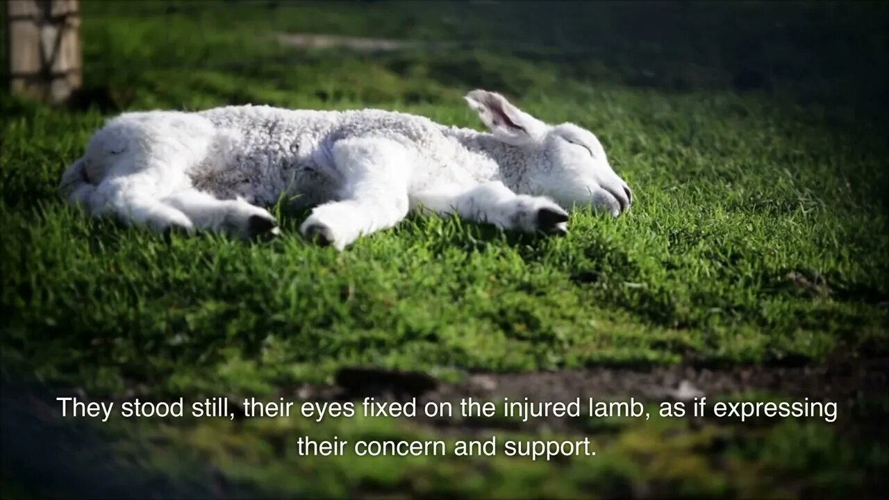 Lucas and the Lamb