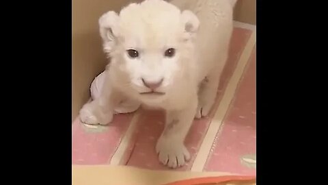 Baby pink and tender white lion # that is too lovely