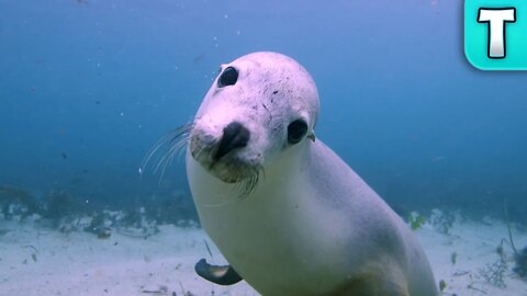 Why are they Called Sea LIONS?