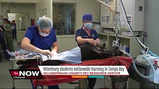 Veterinary students nationwide learning at Tampa Bay area animal shelter