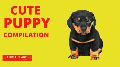 Adorable Puppy Tribute - Dog Lovers Unite