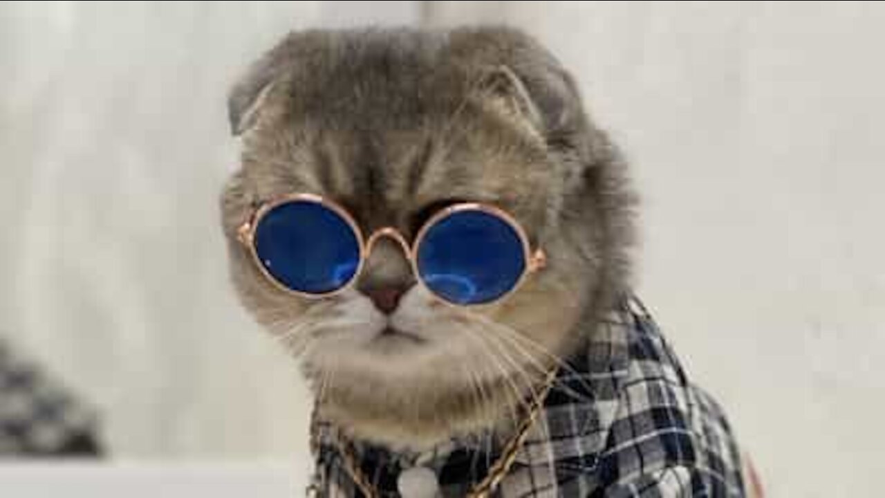 Jovem faz Switch Challenge com gato