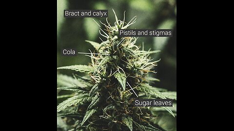 Bud Structures vs the Macro & Micro Evolutionary Structure - Discerning Lean Using Both