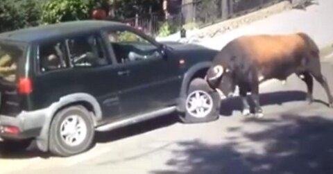 Huge bull flips a Car