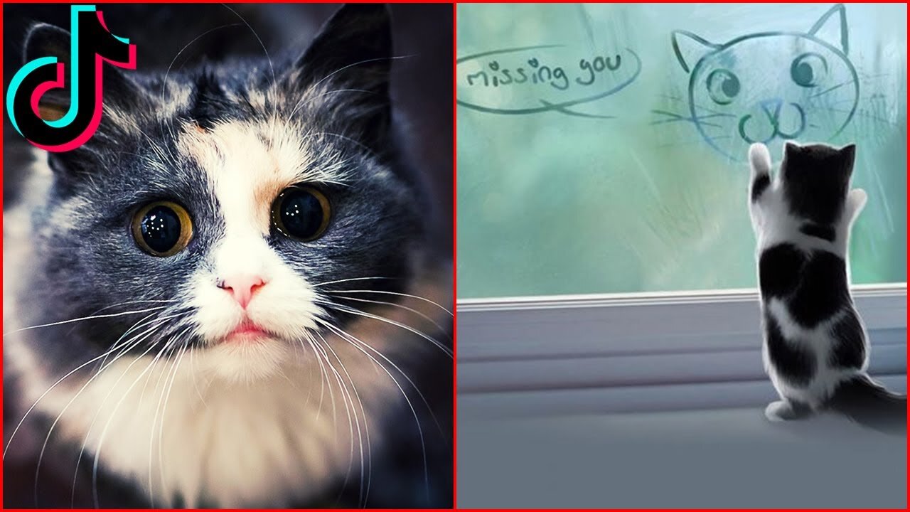 Tiktok cute and awesome CATS funny video compilation 2021