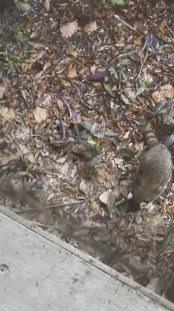 Masked Thief in Suwannee River?!- 4K