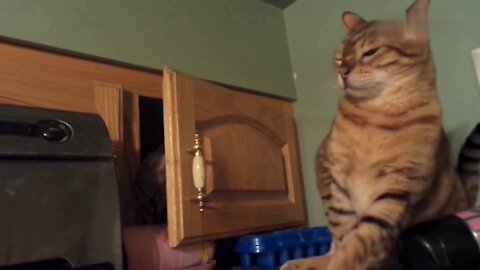Animals Can Be Jerks! Funny Video