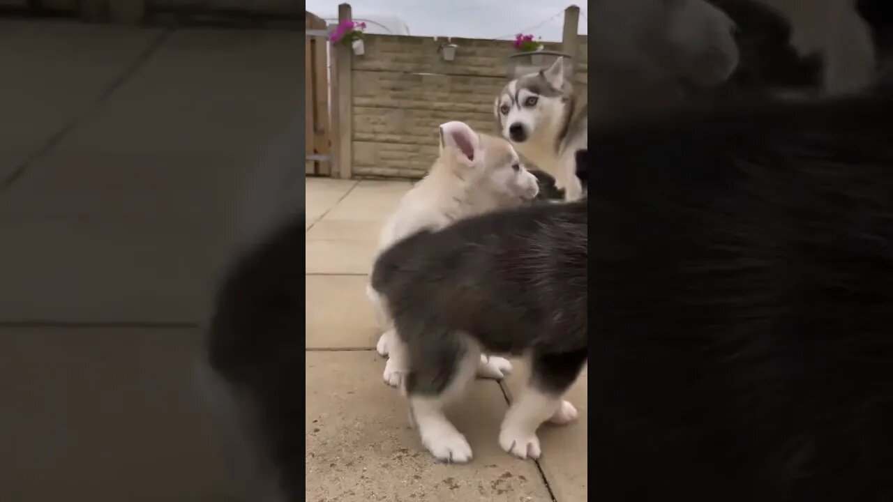 Pets dog sound #shorts #youtubeshorts #animals