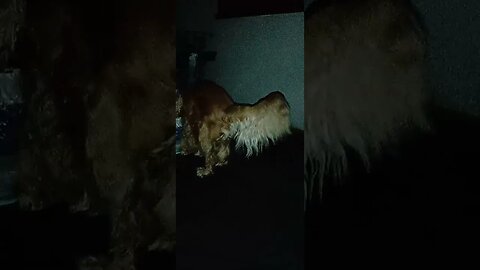 #dogshow , #animals , #dogs , #shorts