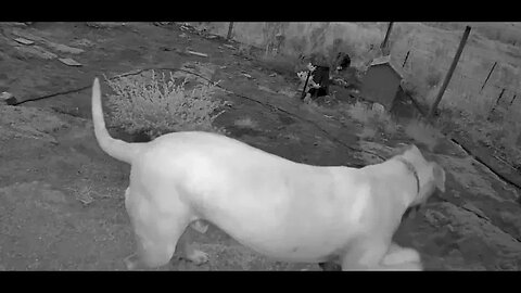 Monitoring Farm Animals. Happy dog
