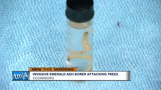 Cedarburg spends roughly $50,000 a year to fight invasive species