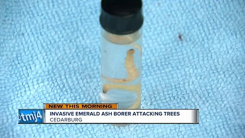 Cedarburg spends roughly $50,000 a year to fight invasive species