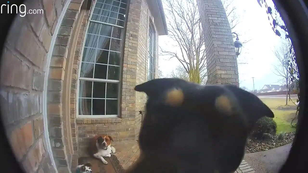 Family Dogs Learn to Use Ring