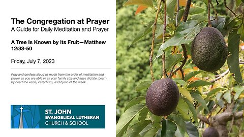 A Tree Is Known by Its Fruit—Matthew 12:33-50