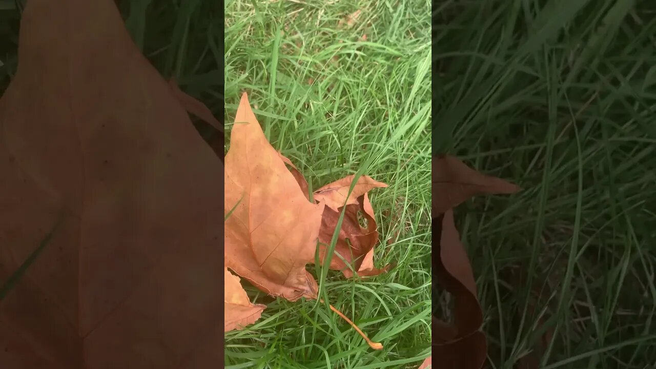 These leaves feel the autumn already at the feet of the trees