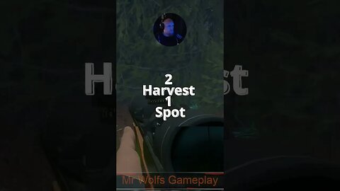 2 Harvest 1 Spot #callofthewild #cotw #game #mrandmrswolfgaming #shorts