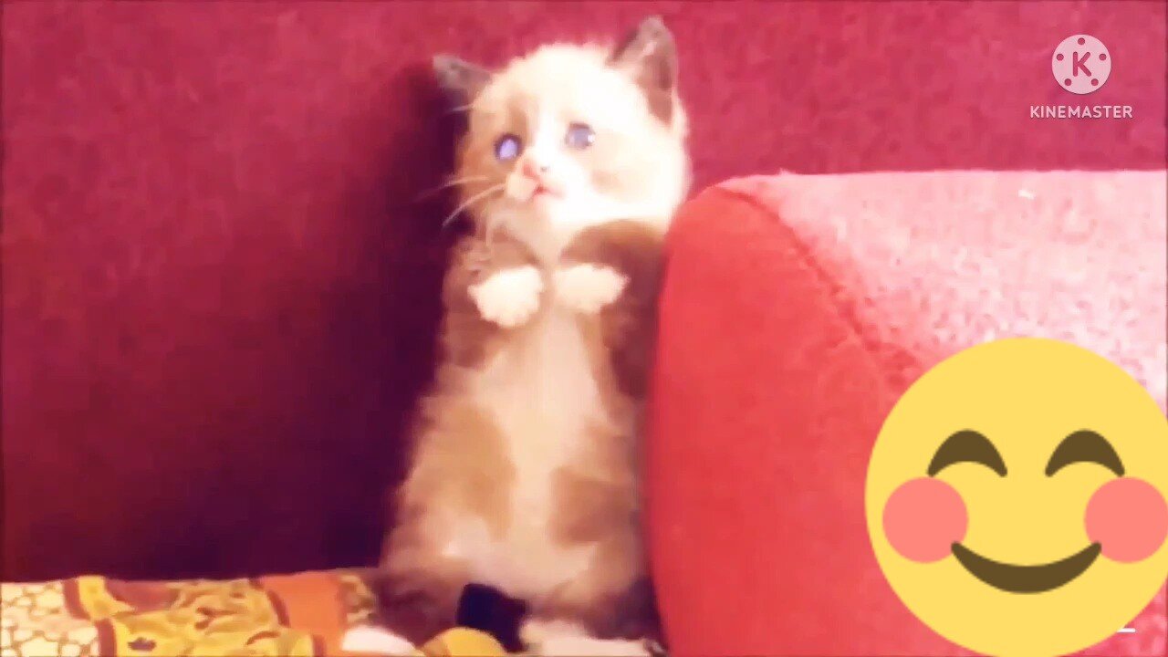 Cute and funny cat video | Cat funny video😆