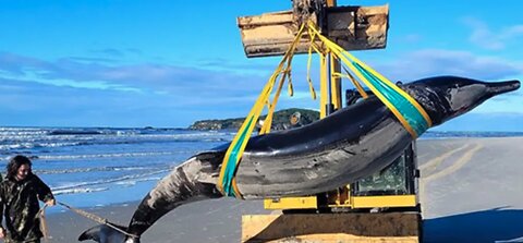 In New Zealand | The World's Rarest Whale: Spade-Toothed Whale Discovery